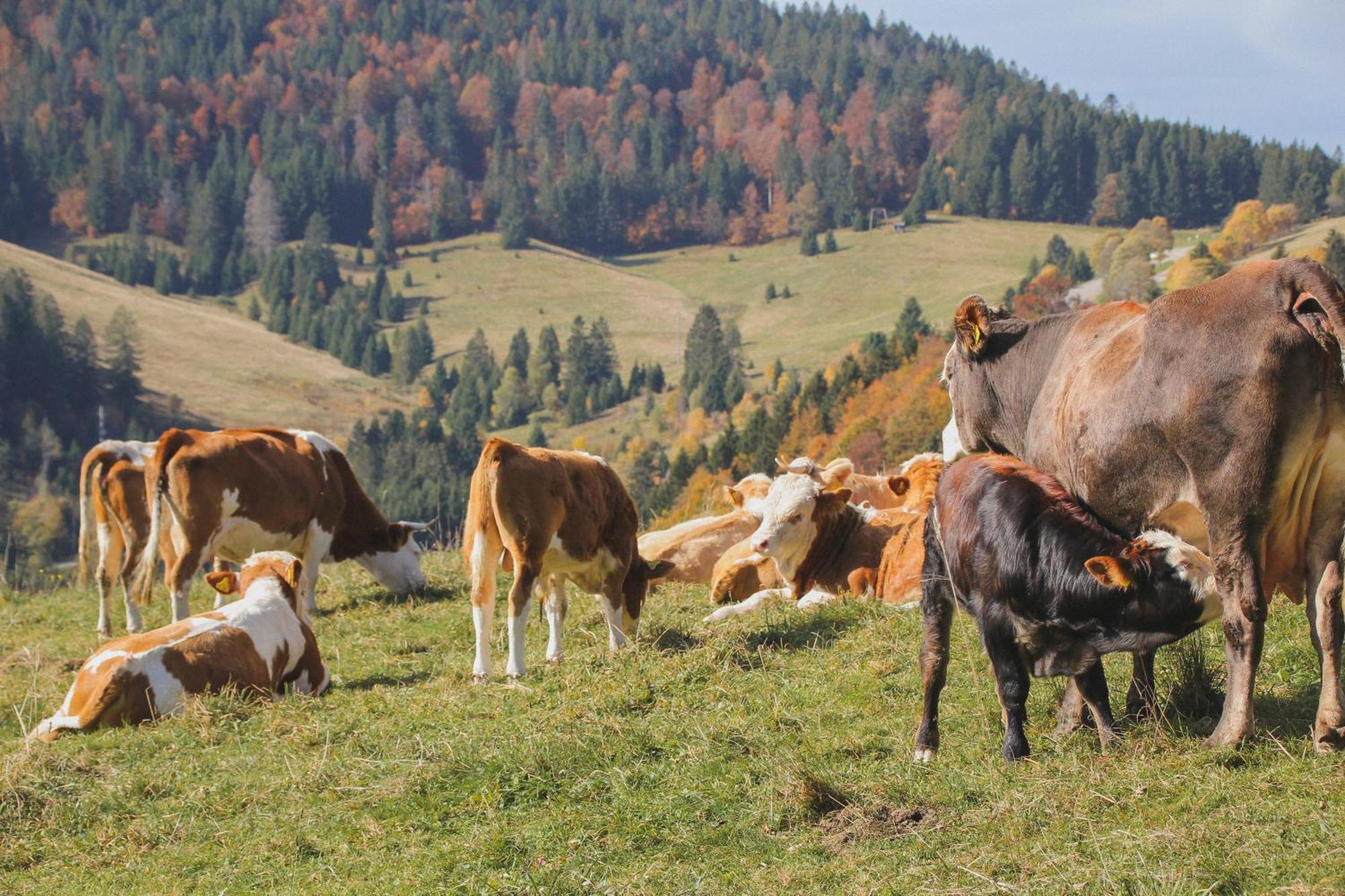 Hotel Schwarzwald-Resort Roessle Todtmoos Kültér fotó