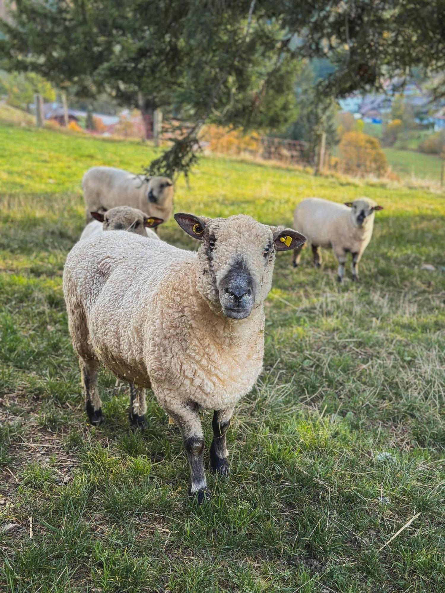 Hotel Schwarzwald-Resort Roessle Todtmoos Kültér fotó